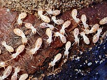 Western Subterranean Termite imported from iNaturalist photo 253331402 on 1 April 2024.jpg