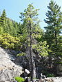 Western white pine (center) and Douglas-fir (right) in front of mixed conifer forest in the Siskiyou Wilderness