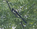 White-bellied Treepie (Dendrocitta leucogastra) - Flickr - Lip Kee (1).jpg