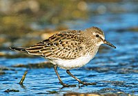 White-rumped Sandpiper-1.jpg