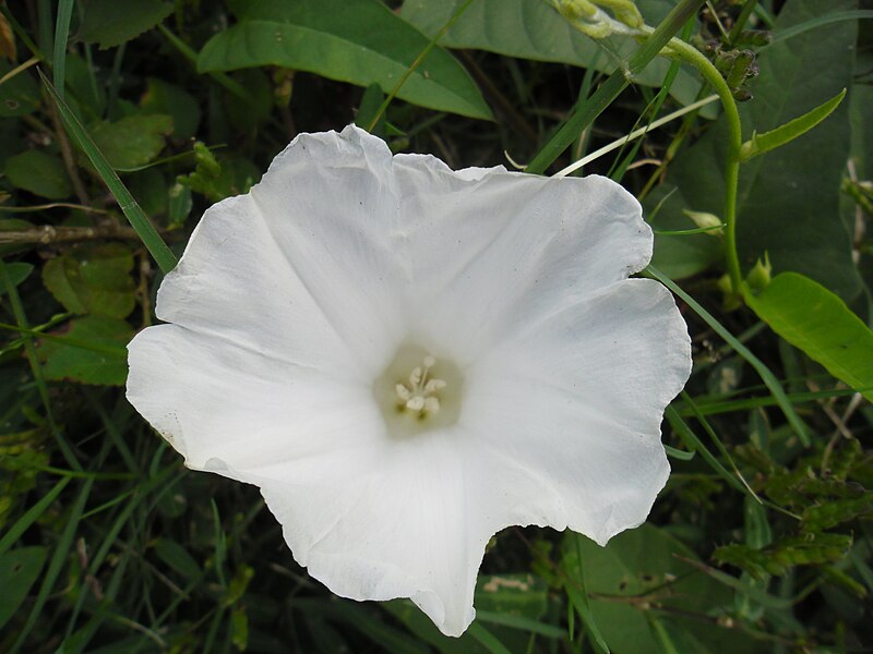 File:White flower closeup.JPG