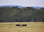 Park Narodowy Jeziora Nakuru