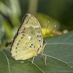 Widespread forester (Euphaedra medon medon) male underside Nyamebe Bepo.jpg