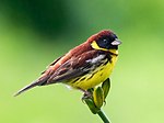 Miniatura para Emberiza aureola