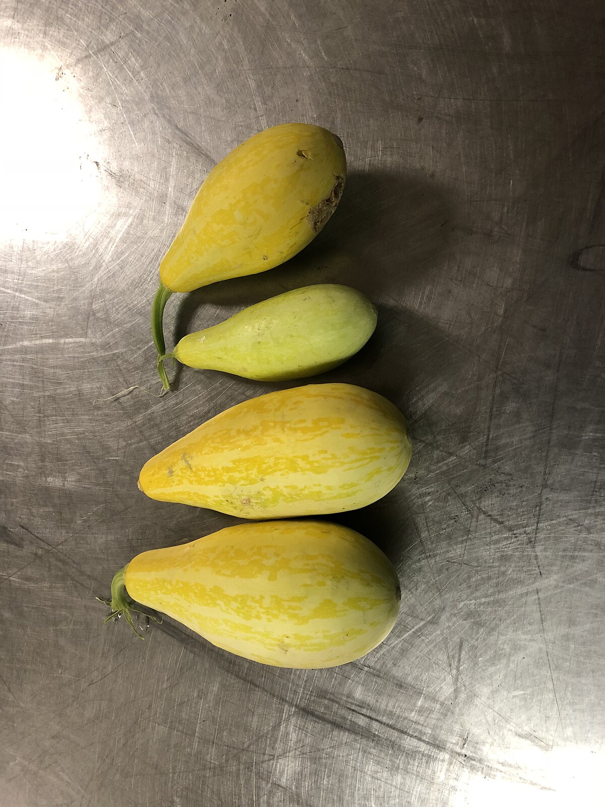 Cucurbita Pepo subsp. Pepo. Wild Squash.