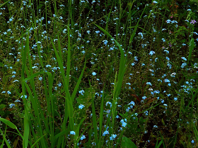 File:Wildflowers 10 June 2021 (18).JPG