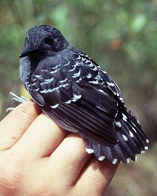 <span class="mw-page-title-main">Common scale-backed antbird</span> Species of bird