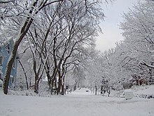 snow covered trees and ground