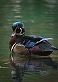 * Nomination The Wood Duck --Fabian Roudra Baroi 17:38, 13 January 2023 (UTC) * Decline  Oppose too dark and noisy --Charlesjsharp 16:52, 17 January 2023 (UTC)