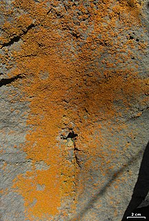 <i>Xanthomendoza</i> Genus of lichens