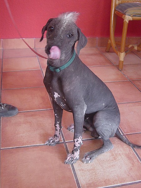 File:Xoloitzcuintle sitting.jpg