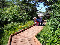 Boardwalk over wetlands in the Yachats Community Park