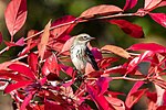 Thumbnail for File:Yellow-rumped warbler (23230).jpg