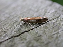 Ypsolopha zagrada.jpg