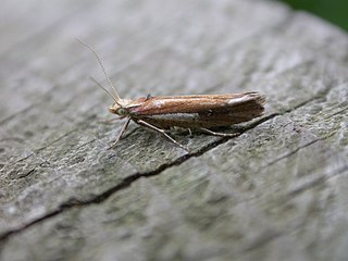 <i>Ypsolopha parenthesella</i> Species of moth
