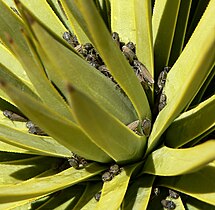 With leafhoppers