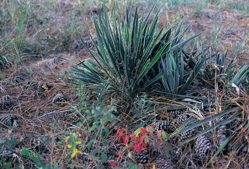 File:Yucca filamentosa subsp. smalliana fh 1182.14 GA B.jpg