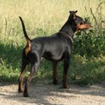 Black Miniature Pinscher, uncropped ears and tail about 4.1 kg