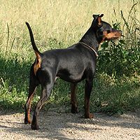 Black Miniature Pinscher, uncropped ears and tail about 4.1 kg