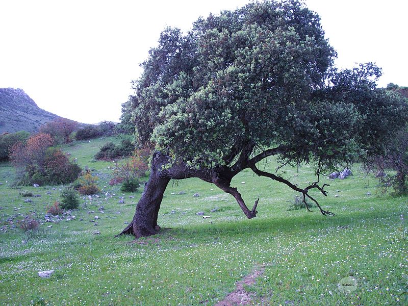 File:"Encina andante". Parque Natural de la Subbética Cordobesa. Cabra.JPG