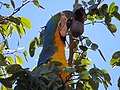 "arara-canindé" - Ara ararauna - se alimentando de frutos e sementes de jatobá - Hymenaea courbaril 15.jpg