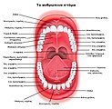 To ανθρώπινο στόμα, διακρίνονται οι πρώτοι προγόμφιοι άνω γνάθου.