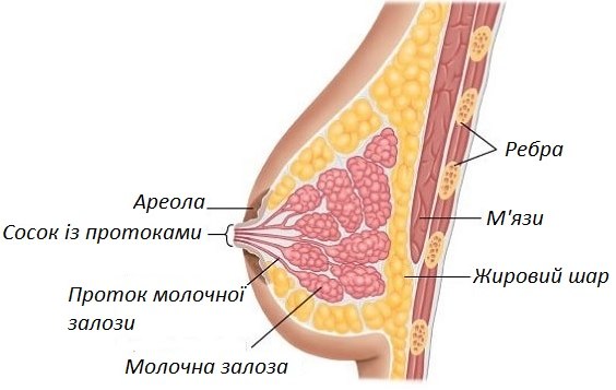 Файл:Молочна залоза.tif