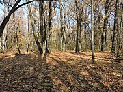 Соболевский лес