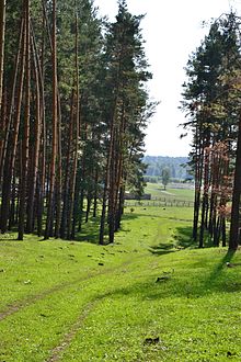 Сосновый лес в Мурадымовском ущелье