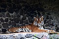La tigre siberiana o dell'Amur