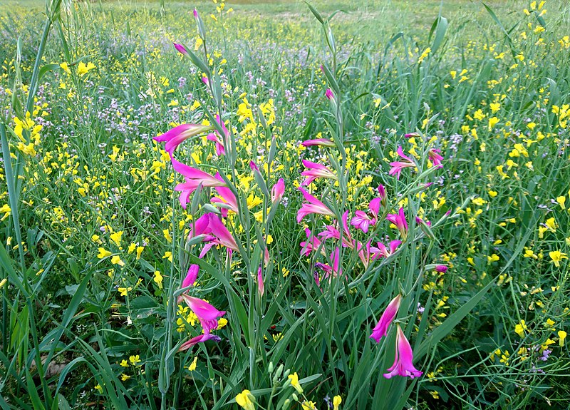 File:گلایول شمشیری خودرو، فروردین‌ماه بهبهان.jpg