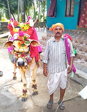 గోదావరి జిల్లాల్లో సంక్రాంతి ఉత్సవాలు