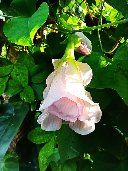 File:ശംഖുപുഷ്പം (Clitoria ternatea) 4.jpg