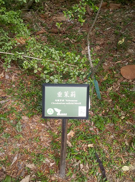 File:植物園中的植物及樹木花草(包括歷史遺跡)-33.jpg