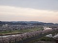 船岡城からの一目千本桜とさくら歩道橋