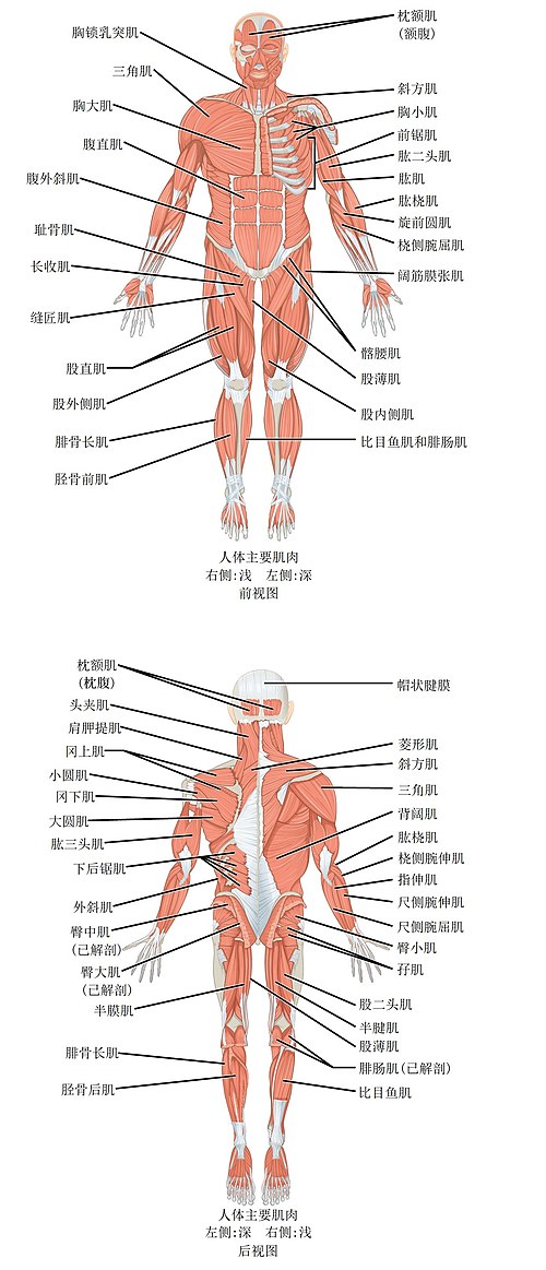 人体肌肉列表 维基百科 自由的百科全书