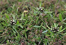 19909144-Coleanthus subtilis-3.jpg