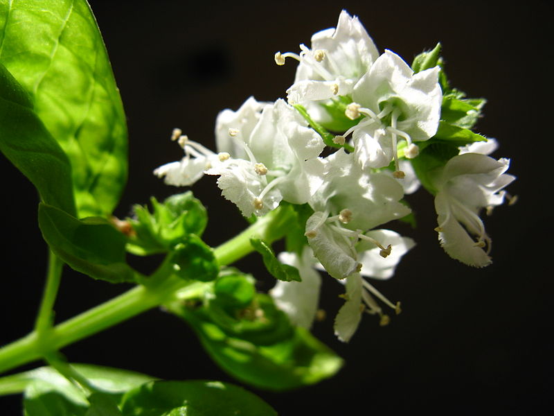 File:2008 03 15 - Ocimum basilicum 5.JPG