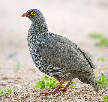 Red-billed spurfowl