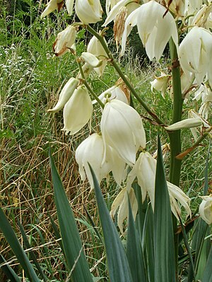 20110710Yucca gloriosa1.jpg