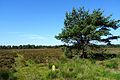 Houtdorper- en Speulderveld