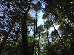 2017-08-19 11 35 12 Melihat hingga ke dalam kanopi hutan Timur Hemlock sepanjang Bull Run-Occoquan Trail antara Kuning Jejak dan Jejak Merah dalam Hemlock Menghadap Taman Regional, di barat daya Fairfax County, Virginia.jpg