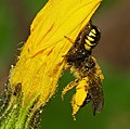 Südliche Glanz-Krabbenspinne - Synema globosum, Weibchen mit Beute