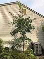 2021-07-29 15 30 20 Rapidly growing White Oak sapling along Tranquility Court in the Franklin Farm section of Oak Hill, Fairfax County, Virginia.jpg