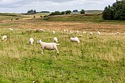 A view of Housesteads Roman Fort along Hadrian's Wall in the United Kingdom.