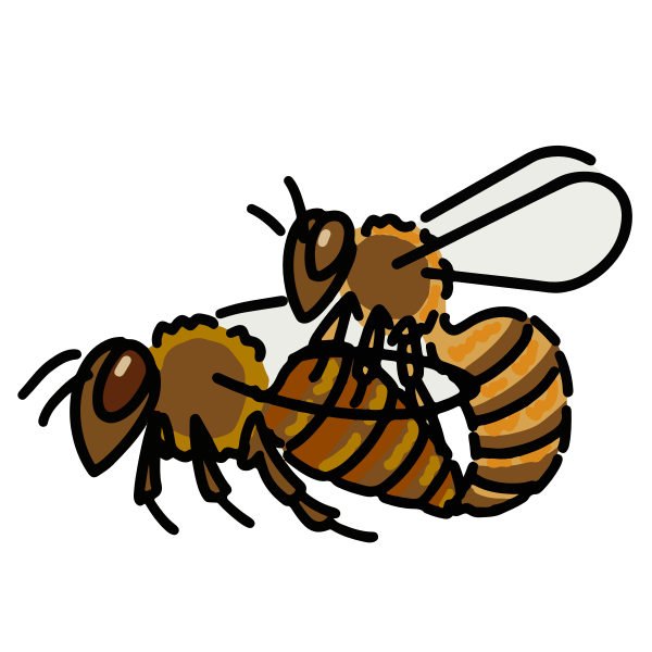 File:202208 European honey bee copulation.svg