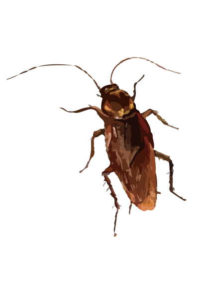 File:202304 American cockroach.svg