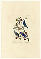 393. I. Townsend's Warbler - . Arctic Blu...