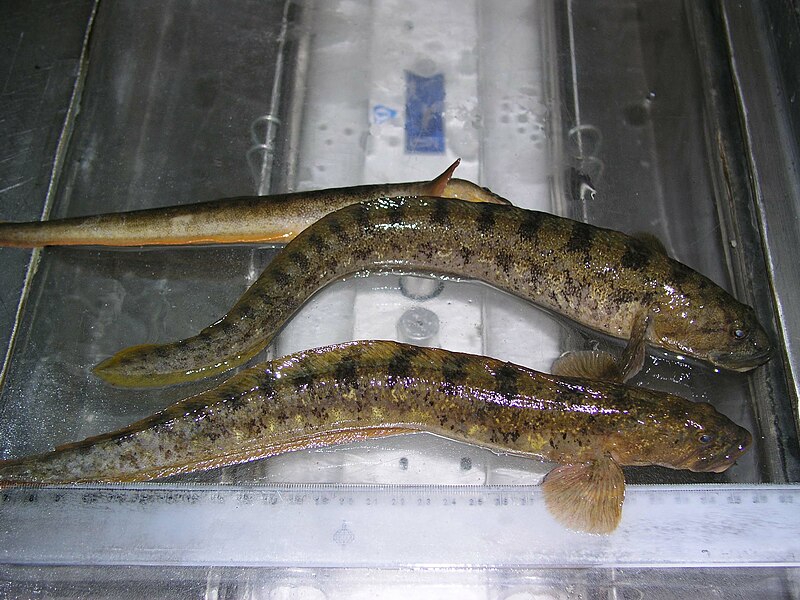 File:3 specimens of Zoarces viviparus.jpg