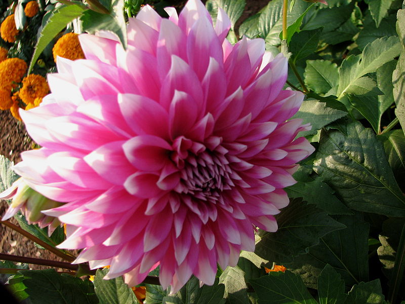 File:49Dahlia.JPG